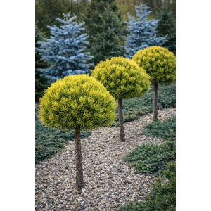 Borovica horská (Pinus mugo) ´WINTERGOLD´ – výška 80-90 cm, kont. C5L - NA KMIENKU